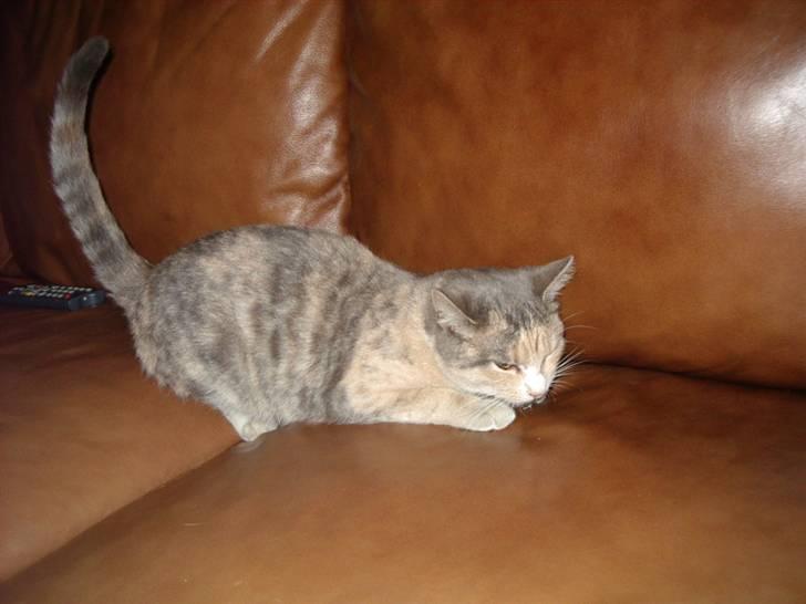 Huskat Freja  billede 12