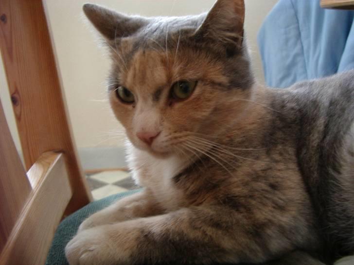 Huskat Freja  billede 13