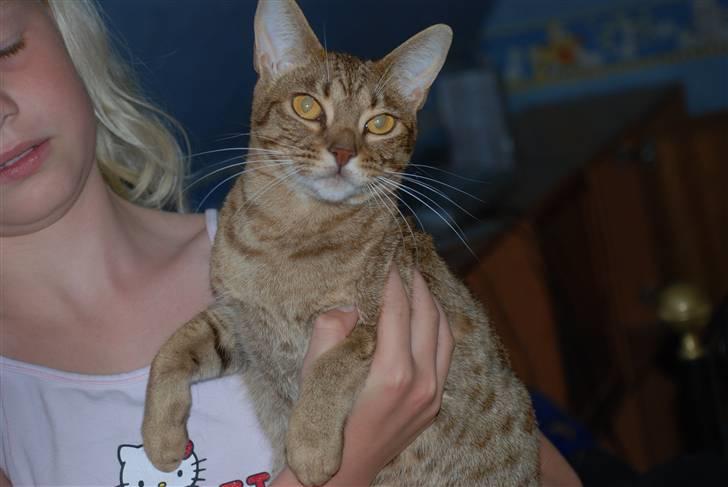 Ocicat Sea Coon´s Coco (Smilla) billede 1