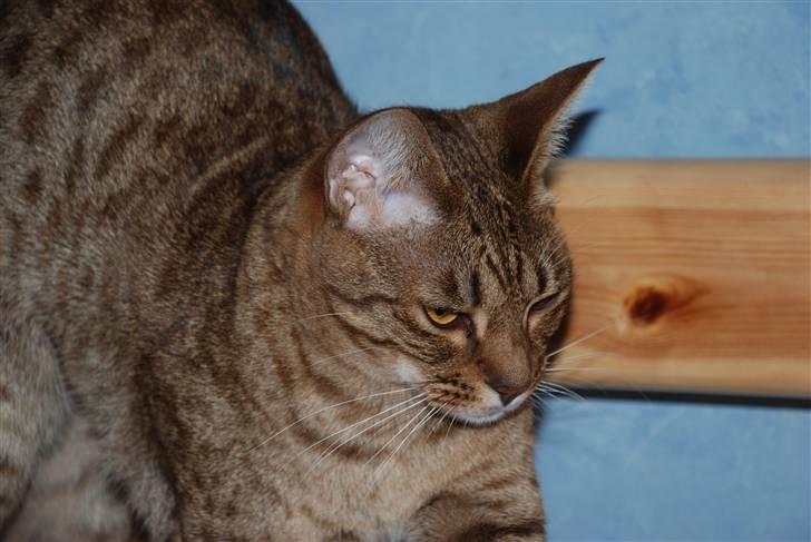 Ocicat Sea Coon´s Coco (Smilla) billede 2