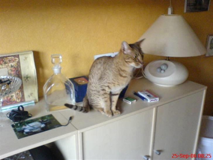 Ocicat Sea Coon´s Coco (Smilla) billede 3