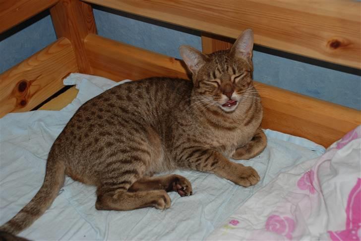 Ocicat Sea Coon´s Coco (Smilla) billede 4