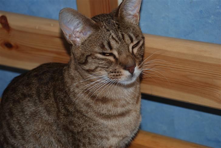 Ocicat Sea Coon´s Coco (Smilla) billede 5