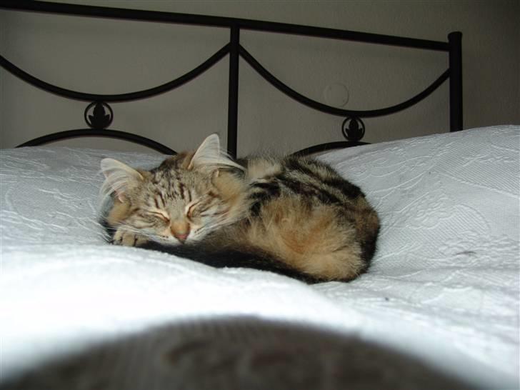 Norsk Skovkat DK Dansbjergs Fie billede 13