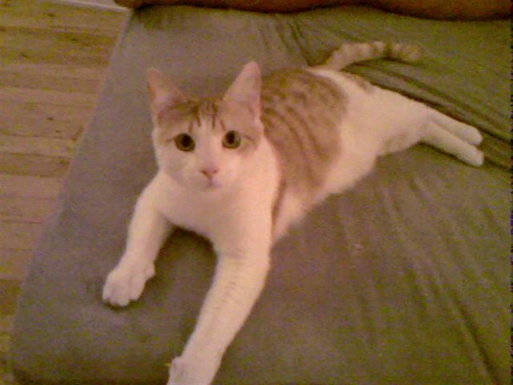 Huskat Speedy - Hej mor! billede 3