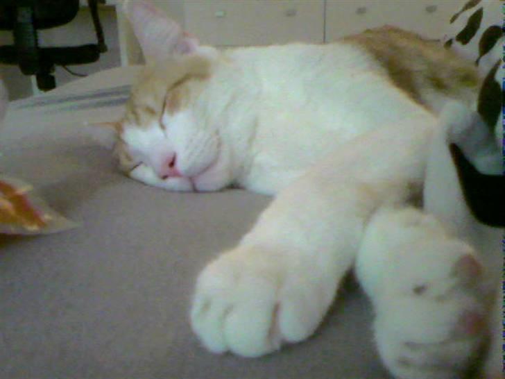 Huskat Speedy - ZzzzZzzzzz... billede 4