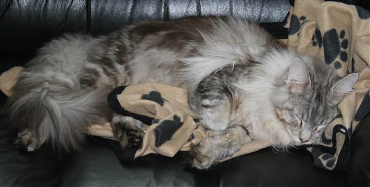 Maine Coon Stribby - Stribby 10 mdr og tar lige en slapper på sofaen billede 19
