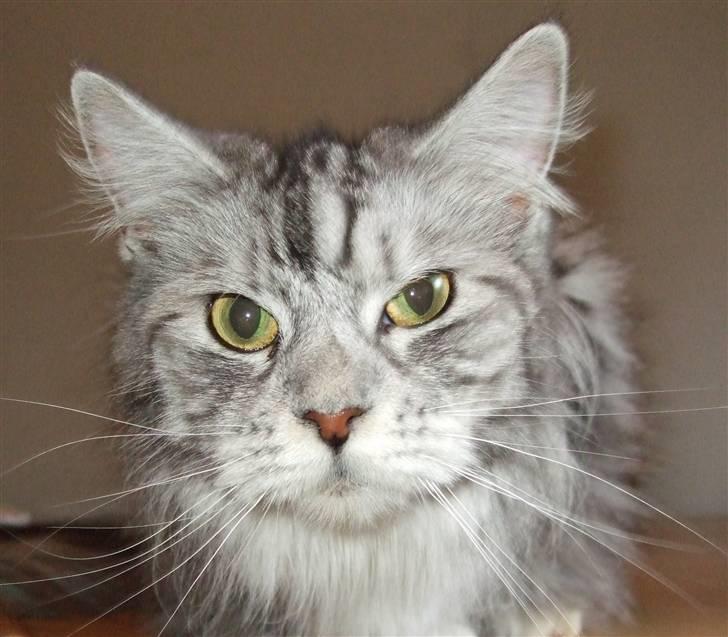 Maine Coon Troya - Godmorgen *s* billede 4
