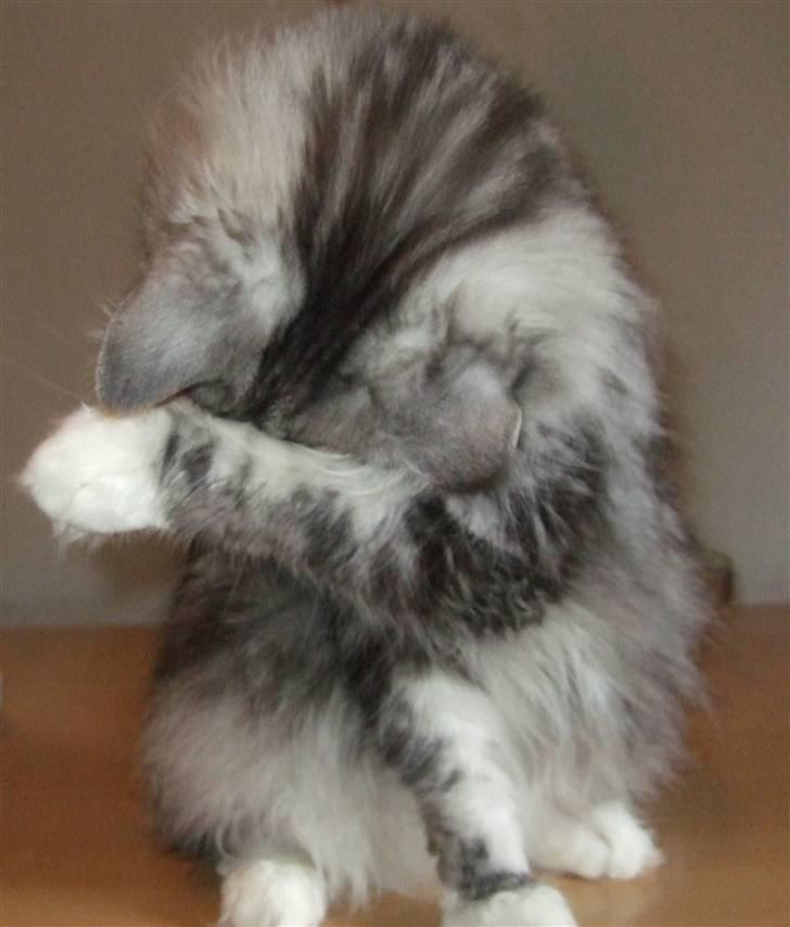 Maine Coon Troya - Nu kan du ikke se mig.... Hehe billede 5