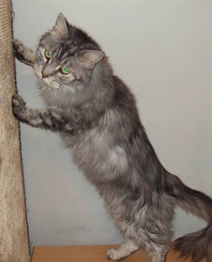 Maine Coon Ayo billede 8