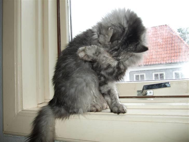 Maine Coon Ayo - Du kan ikke se mig... Nå! billede 9