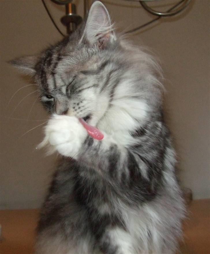 Maine Coon Troya billede 6