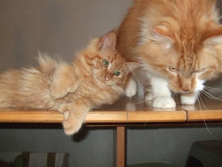 Maine Coon Chessy P - Vil du ikke lege mere, onkel? billede 6