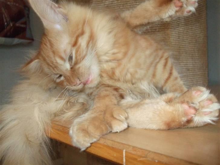 Maine Coon Chessy P - Det er lige med at holde balancen, når man ordner sin pels... billede 7