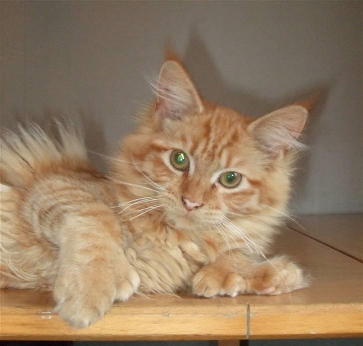 Maine Coon Chessy P - Jeg er da lækker, ikke? billede 8