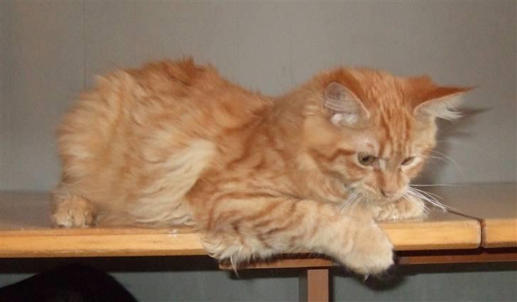 Maine Coon Chessy P - Overvejer lige om jeg skal hoppe ned på gulvet, eller ej... billede 9