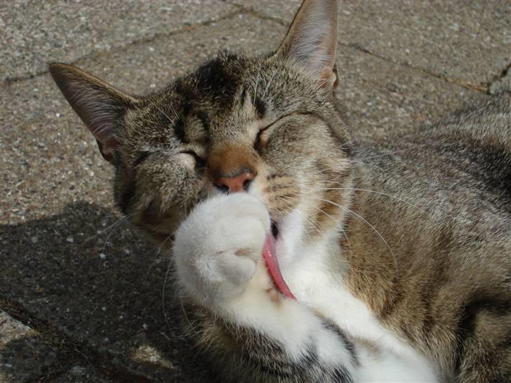 Huskat Katja - Nu bliver jeg dejlig ren! billede 14