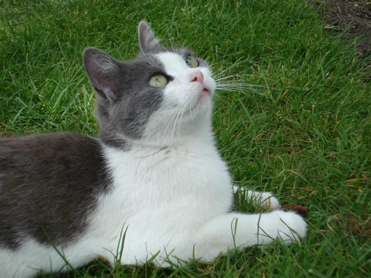 Huskat Kelly - Uhh en dejlig lille fugl :b billede 18