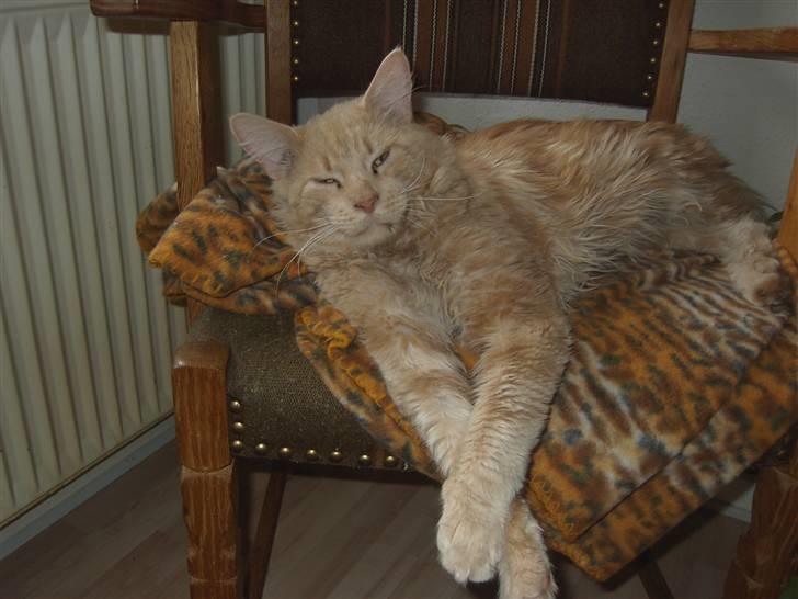 Maine Coon Joey billede 8