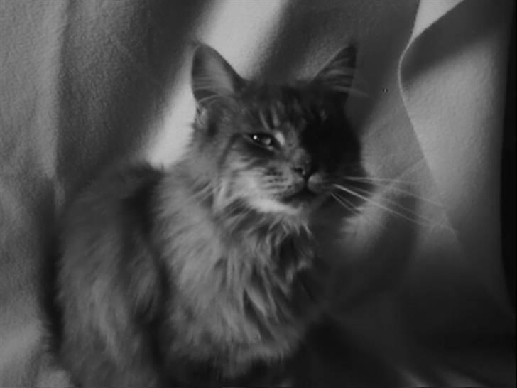 Maine Coon Pheobe billede 5