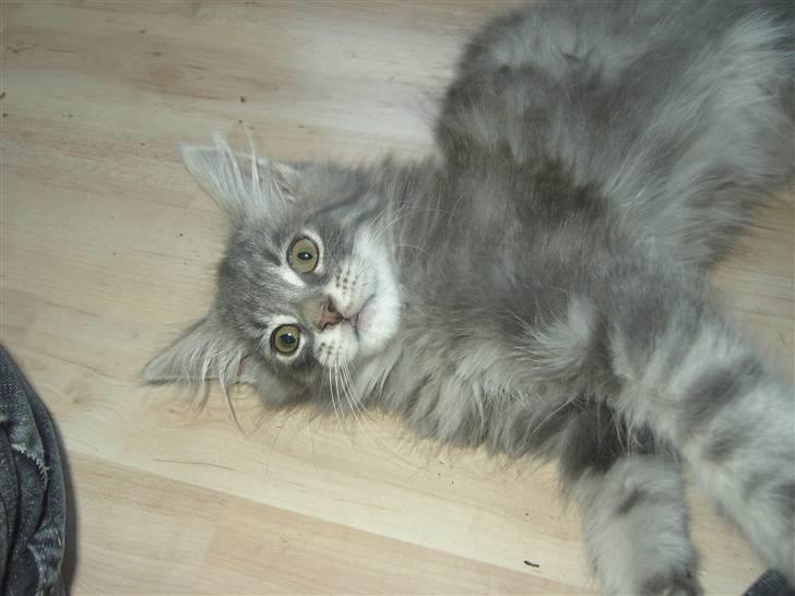 Maine Coon Kenzo billede 11