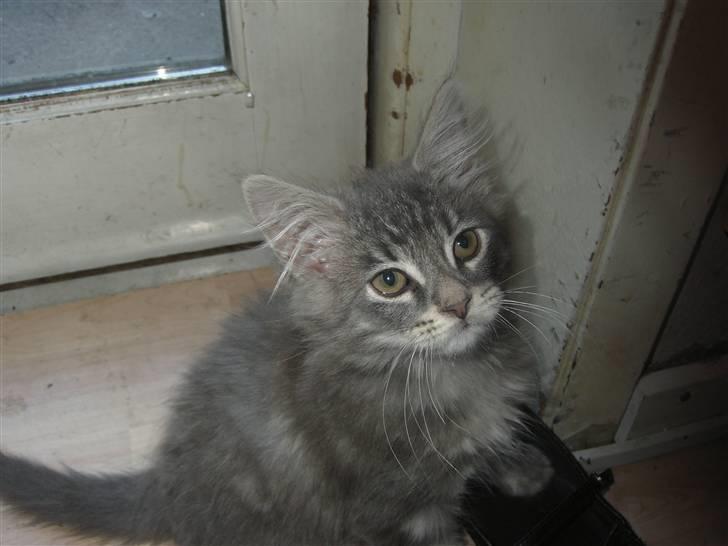 Maine Coon Kenzo billede 12