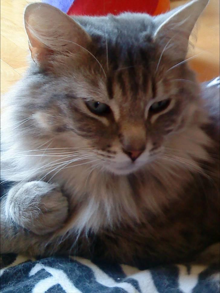 Blanding af racer Nova  - Man skal vel vaskes lidt ...... billede 1