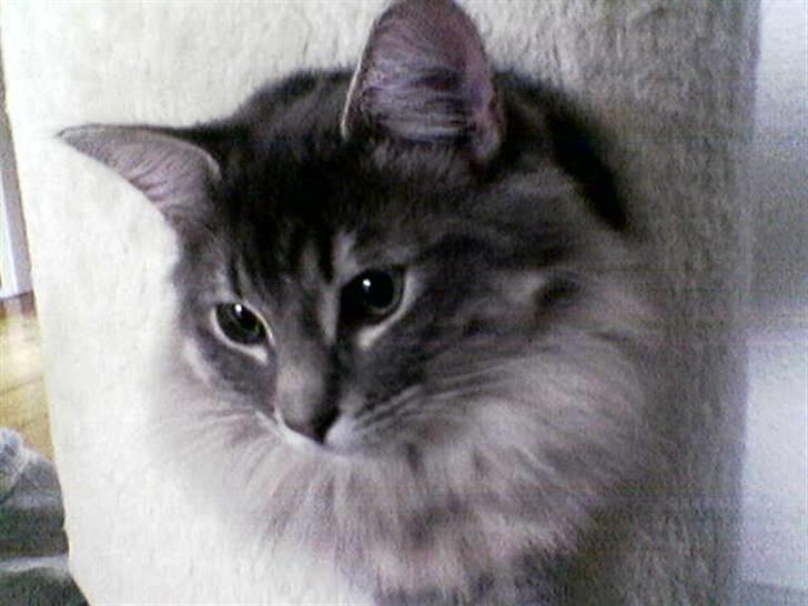 Blanding af racer Nova  - Kigger lige ...... billede 2