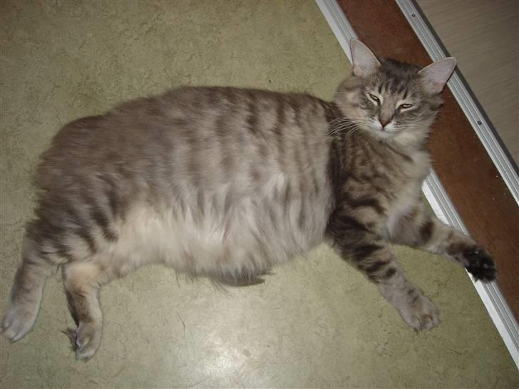 Blanding af racer Nova  - Så tyk var Nova dagen før hun fik killinger ! billede 3