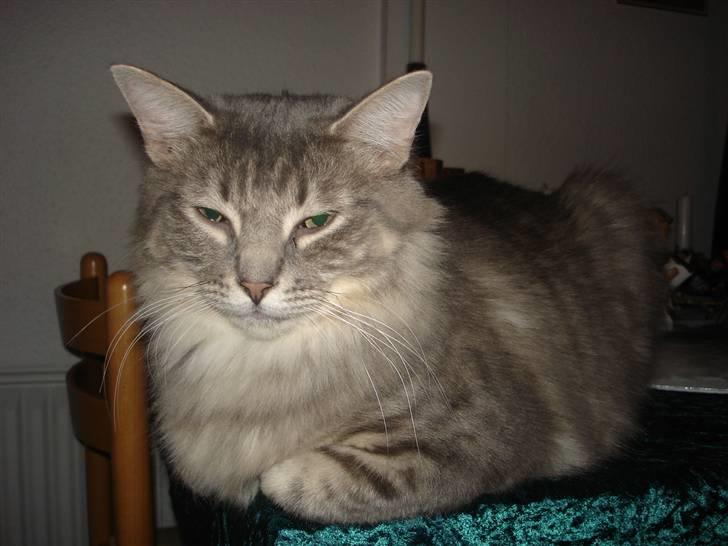 Blanding af racer Nova  - Man har vel overblikket ...... billede 4