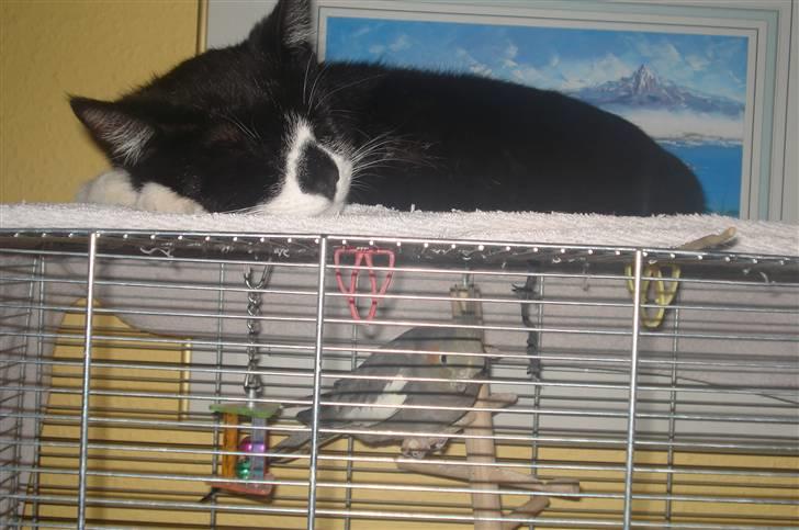 Huskat felixsine<3!! R.I.P :'( billede 5