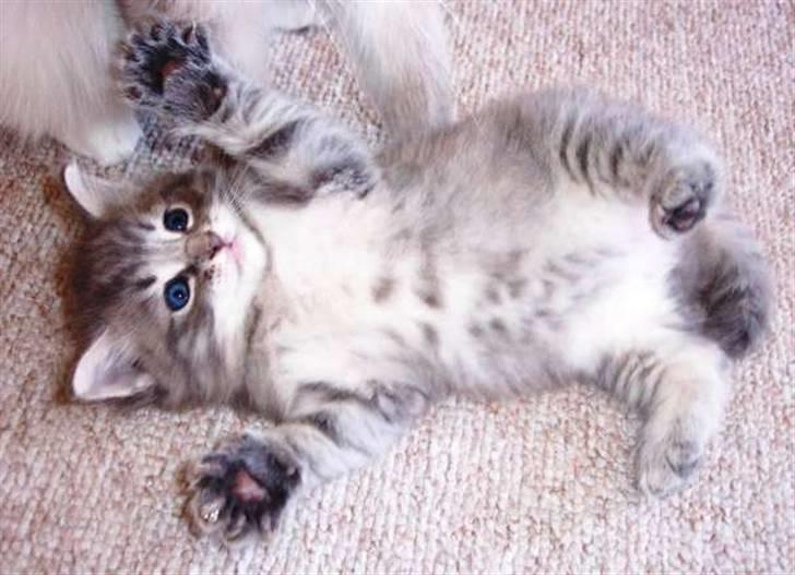 Blanding af racer Nova  - Såå dejlig var jeg som killing ...... billede 5