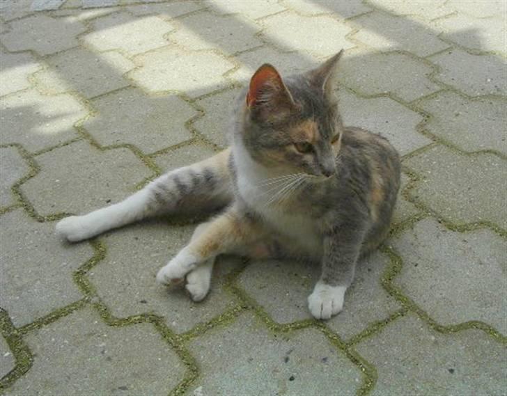 Huskat Ginny x3 billede 1