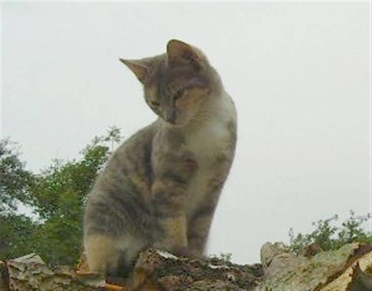 Huskat Ginny x3 billede 2