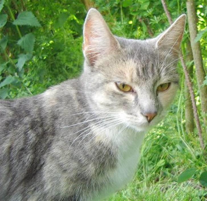 Huskat Ginny x3 billede 3