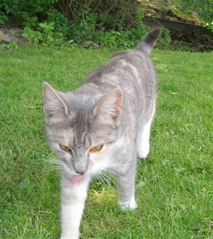 Huskat Ginny x3 billede 4