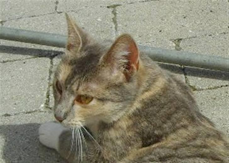 Huskat Ginny x3 billede 5