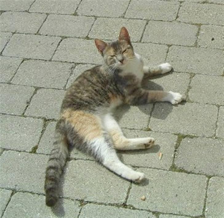 Huskat Ginny x3 billede 6