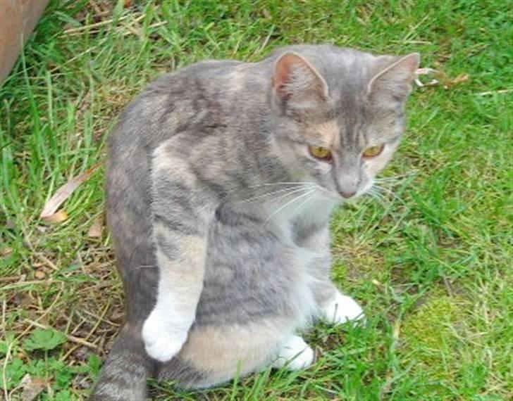 Huskat Ginny x3 billede 7