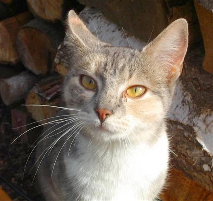 Huskat Ginny x3 billede 8