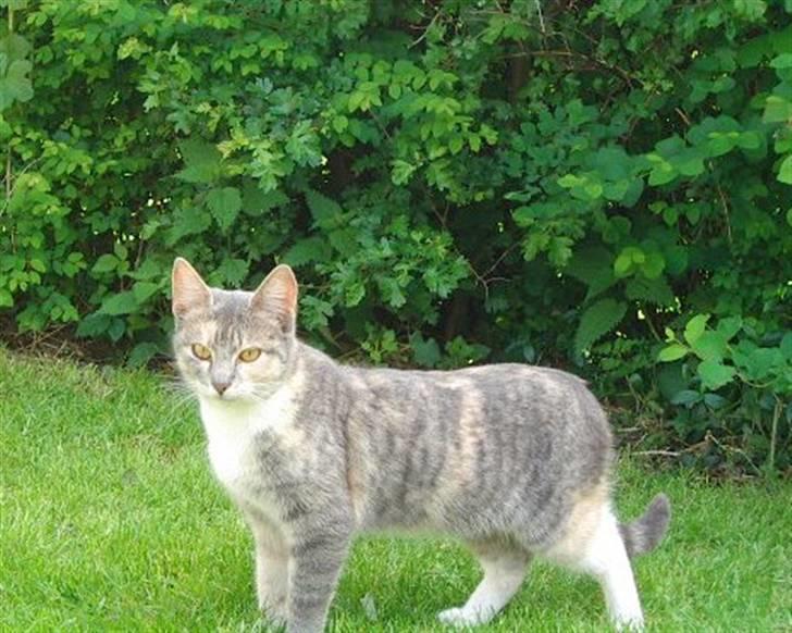 Huskat Ginny x3 billede 9