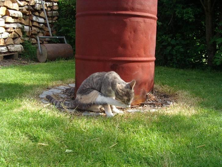 Huskat Ginny x3 billede 10