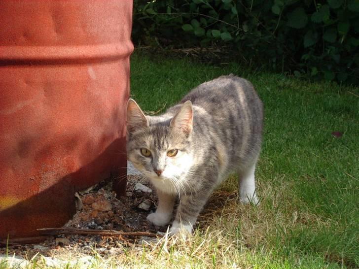 Huskat Ginny x3 billede 11