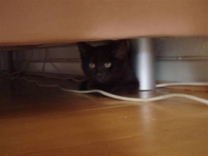 Huskat Jack - ... Under sofaen : ) billede 2