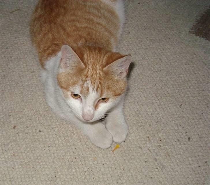 Blanding af racer Bølle billede 18