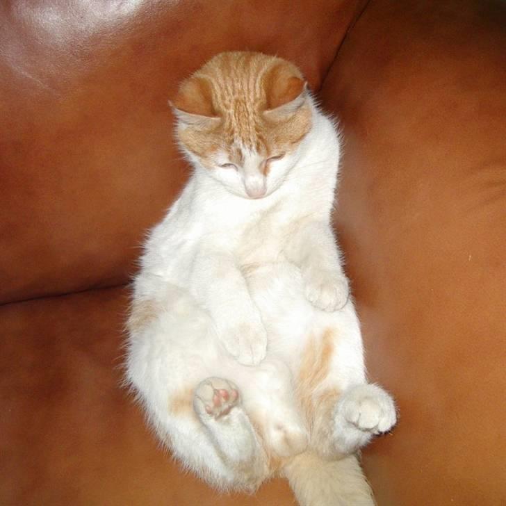 Blanding af racer Bølle billede 19