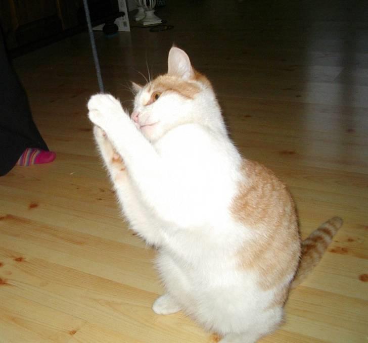 Blanding af racer Bølle billede 20