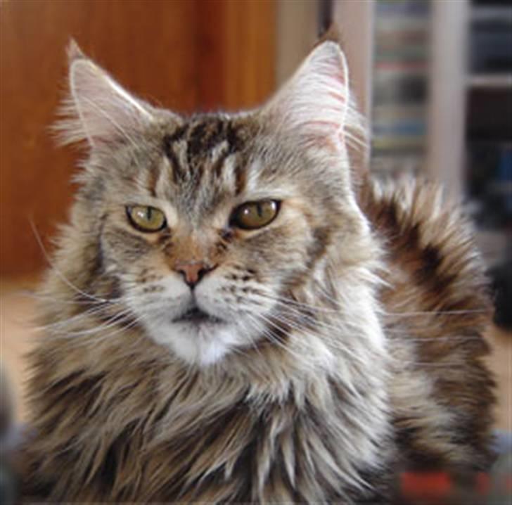 Maine Coon Stjomalini´s Babette - Stjomalini´s Babette billede 1