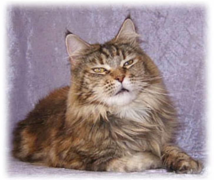 Maine Coon Stjomalini´s Babette - Stjomalini´s Babette billede 2