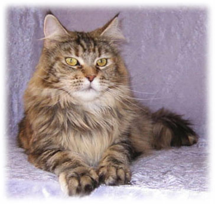Maine Coon Stjomalini´s Babette - Stjomalini´s Babette billede 3